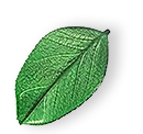 https://test.foruse.am/wp-content/uploads/2025/07/floating_leaf_01.png